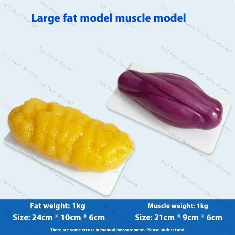 Human Muscle Replicas Weight L - Nutrition Fitness Center incelemesi ve fiyatı