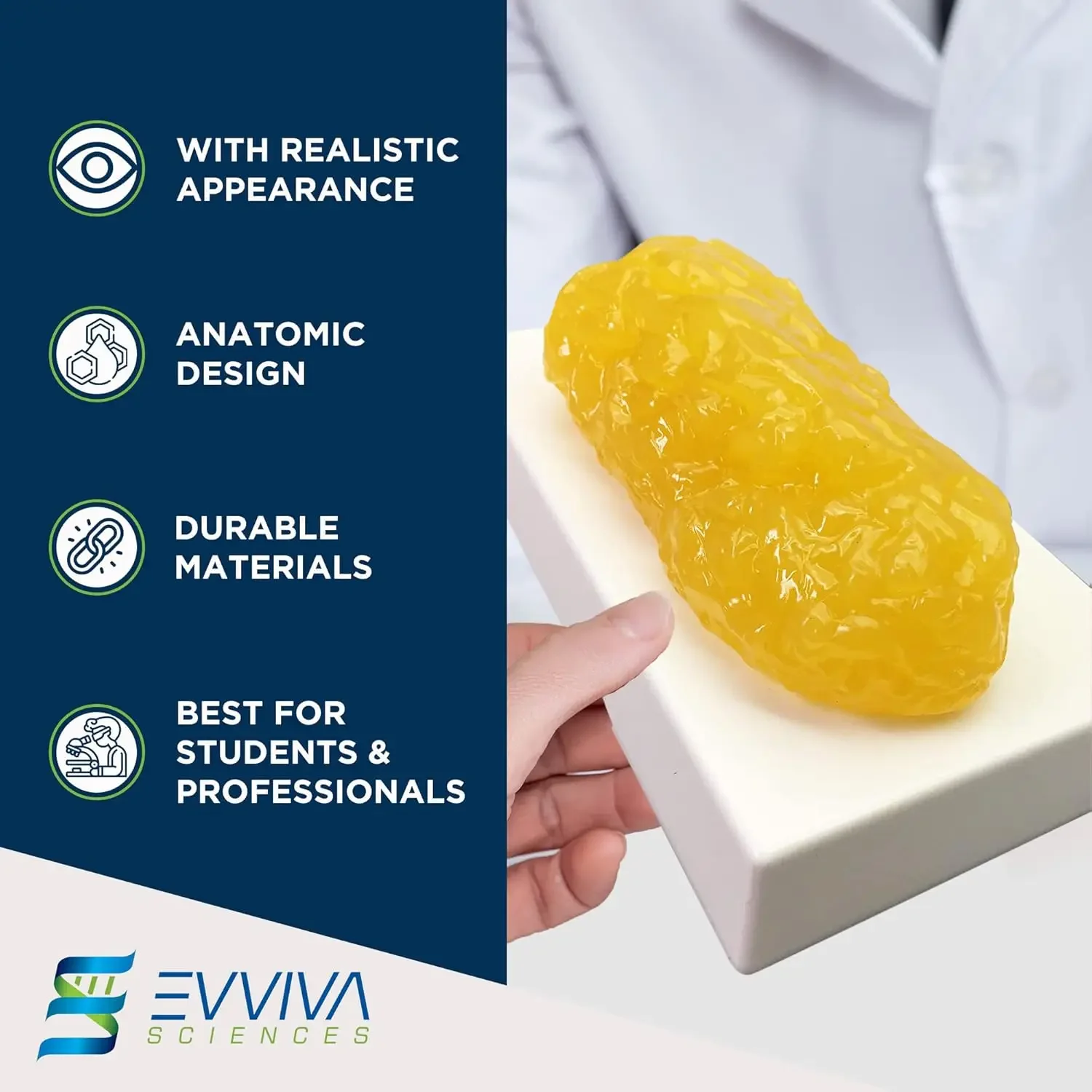 Human Muscle and Fat Replicas  - Nutrition For Health Fitness & Sport Melvin Williams incelemesi ve fiyatı