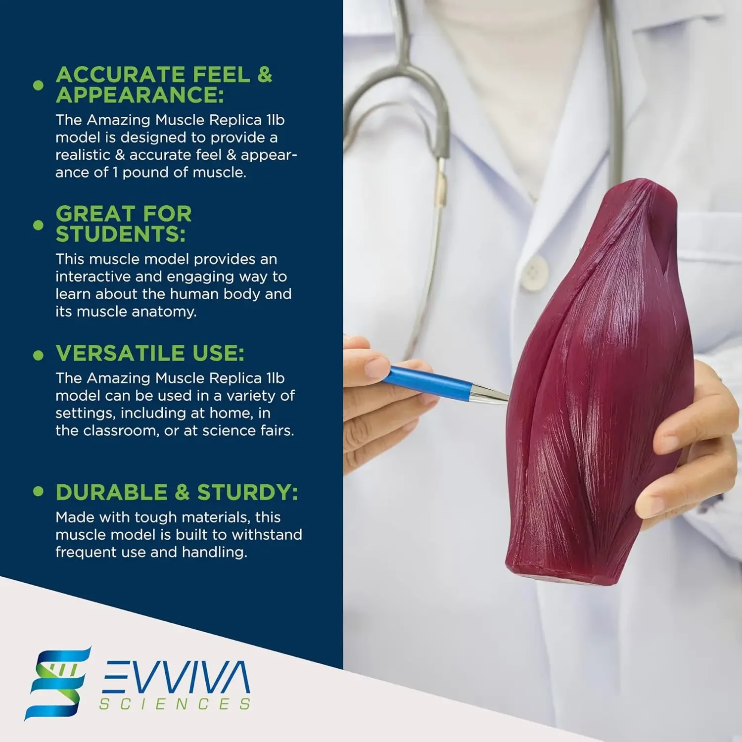 Human Muscle and Fat Replicas  - Nutrition For Health Fitness & Sport Melvin Williams incelemesi ve fiyatı